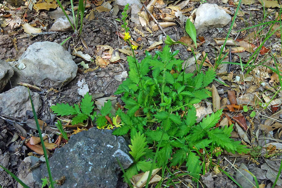 Agrimonia eupatoria